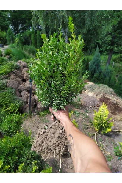 Самшит вічнозелений - ком4кг/вис.35см/Ø17-19см